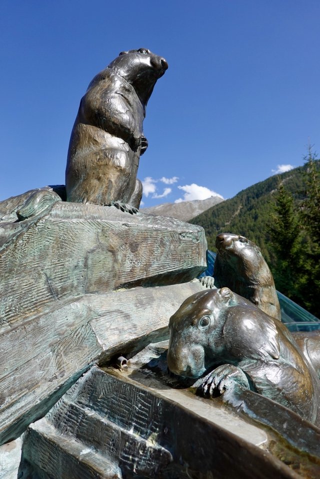 Marmots frolicking