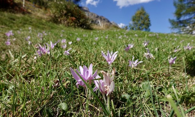 Autumn crocus