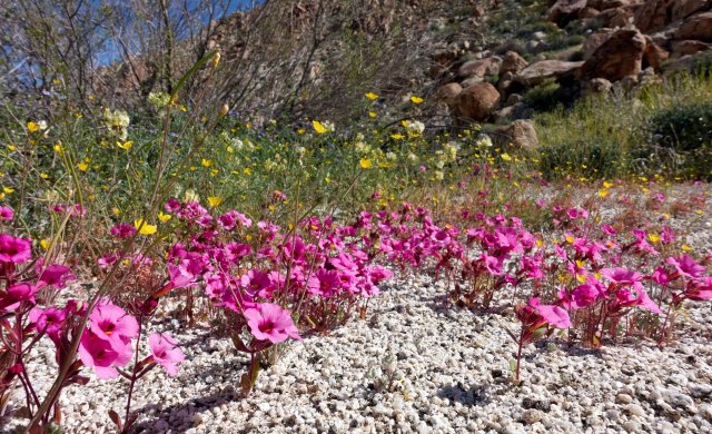 Bigelow mimulus and Parish poppies