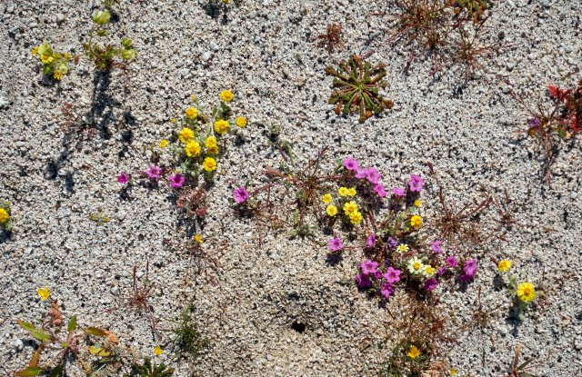 A cute spray of yellow and pink