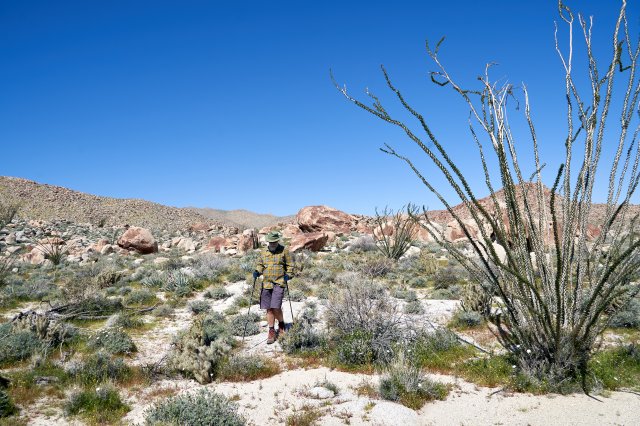 Through a little forest of agave and ocotillo