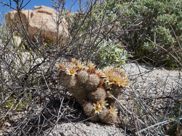 Cactus, hiding out