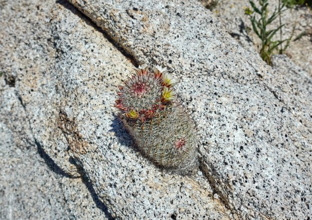 Cute cactus in a cleft