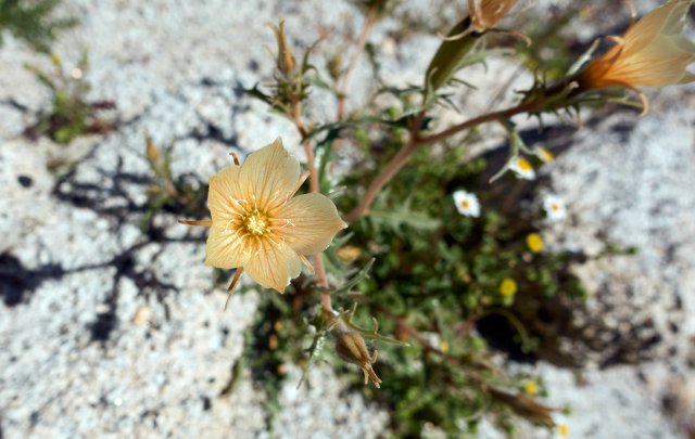 Blazing star flower