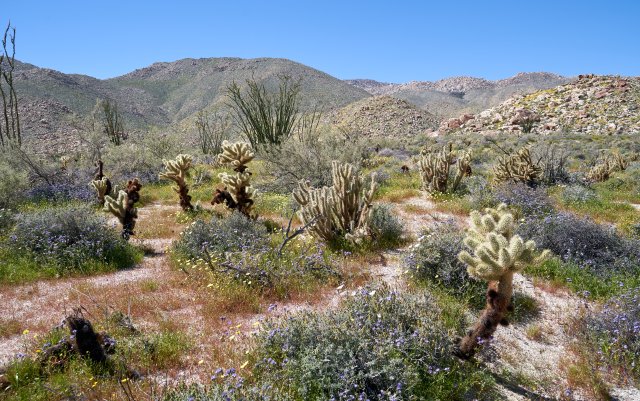 Phacelia and desert dandelion and cholla in Rockhouse Canyon