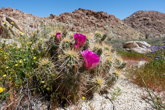 Very pink cactus blooming