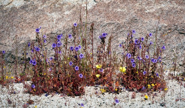 Phacelia lineup