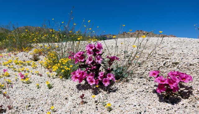 Mimulus and teeny tiny poppies