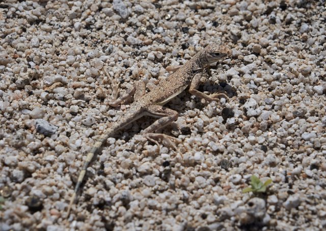 Zebra-tailed Lizard, Callisaurus draconoides rhodostictus