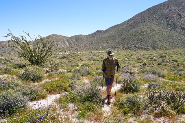 Dodging the cholla