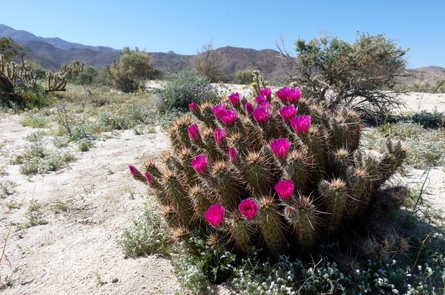 Another impressive cactus on the drive home!