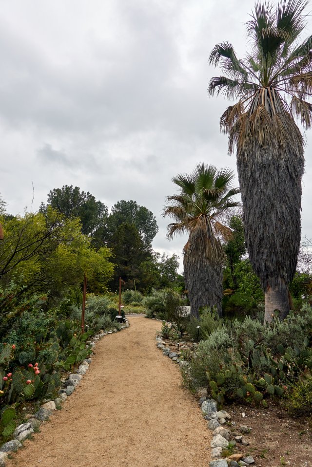 California fan palms