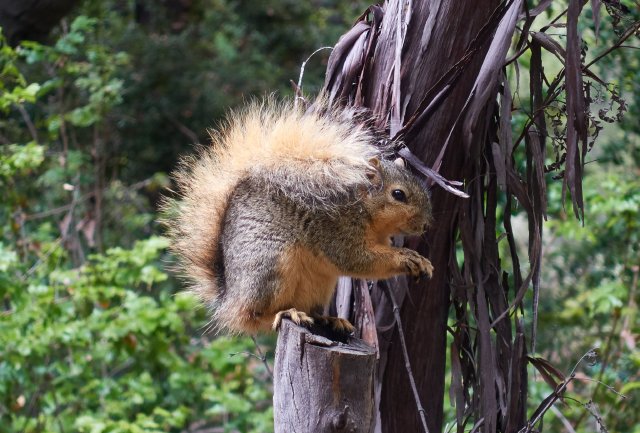 Squirrel on ironwood tree