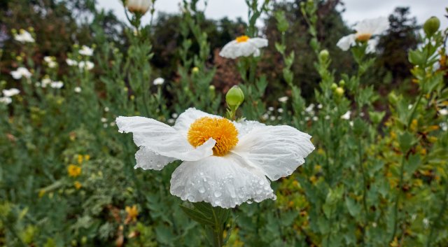 Matilija Poppy