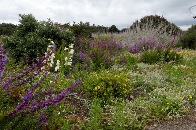 Wildflowers even this late in the season