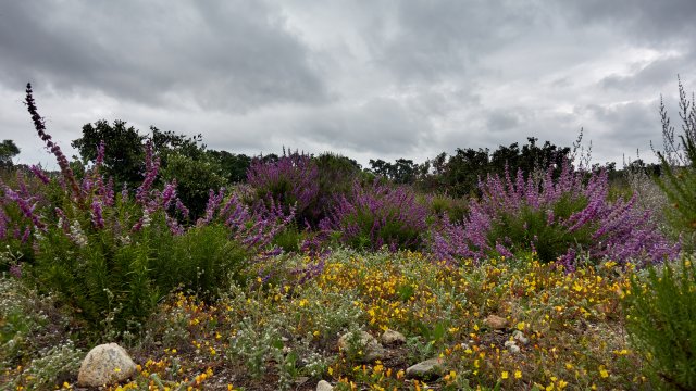 Yet more wildflowers