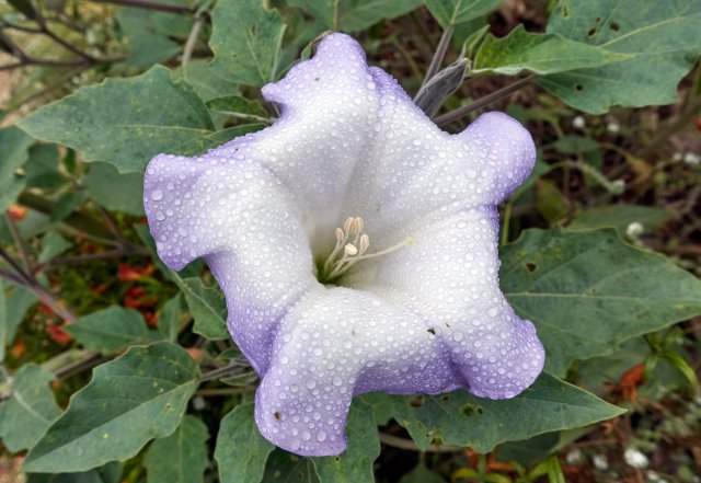 Datura