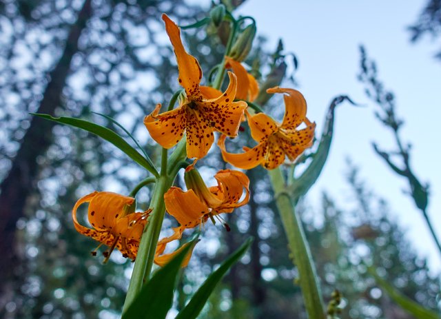 Lilium kelleyanum