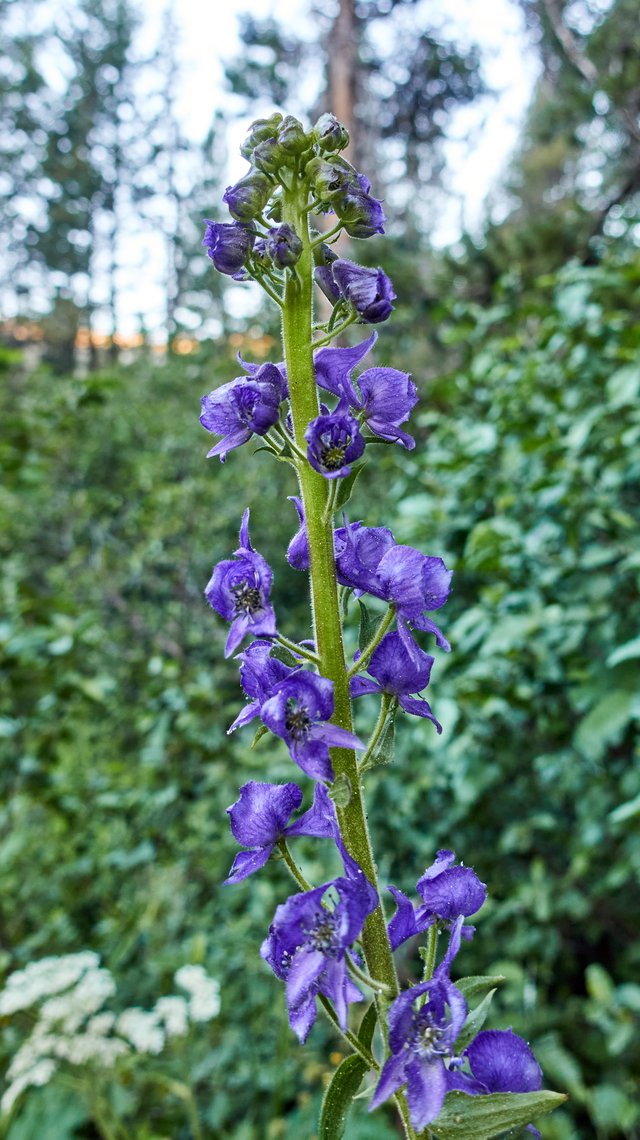 Delphinium