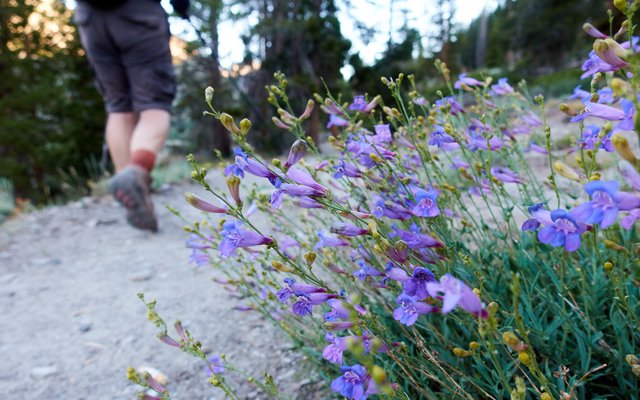 Penstemon