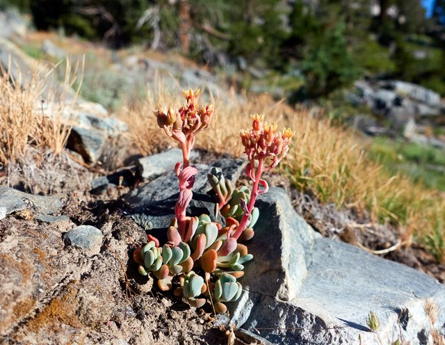 Sierra stonecrop, Sedum obtusatum