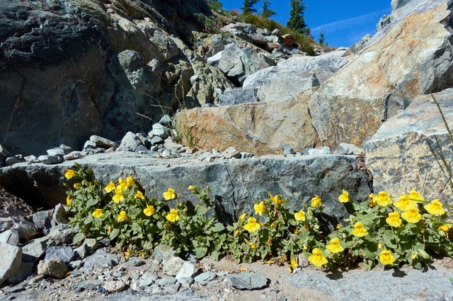 Mimulus