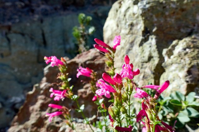 More penstemon