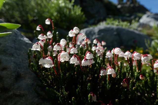 Cassiope mertensiana