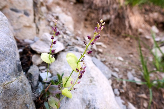 Mystery plant