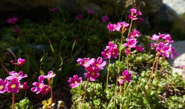 A phlox?