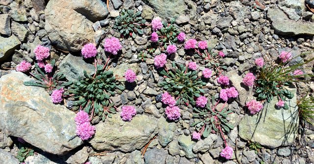 Calyptridium umbellatum