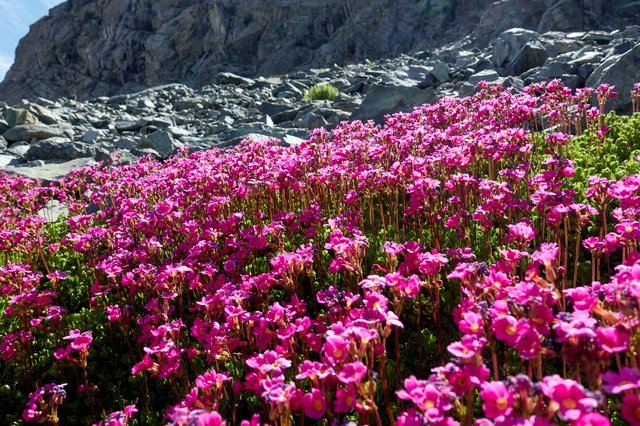 Flowers flowers flowers