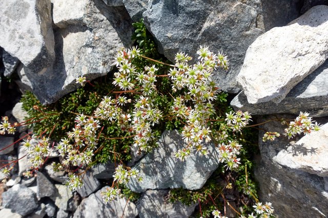 Another stonecrop?