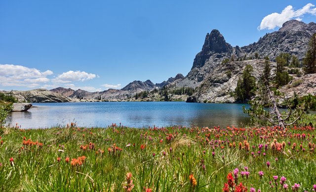 Flowers at Minaret Lake