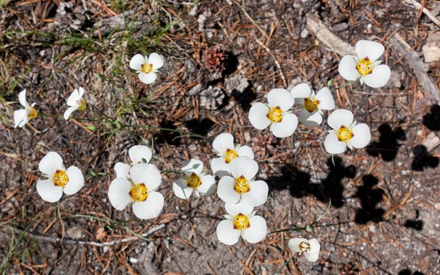 Gaggle of Mariposa Lilies