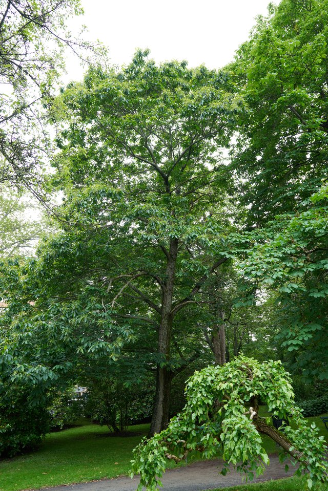 A rare mature American chestnut tree