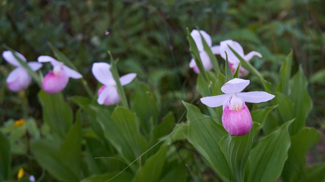 Lady slipper