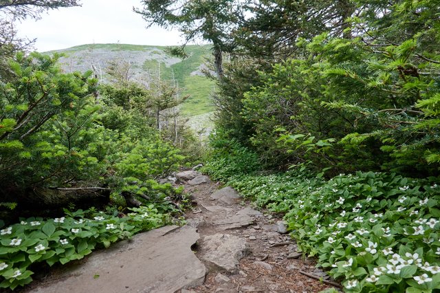 crackerberry along the trail