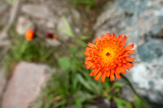 Orange flower