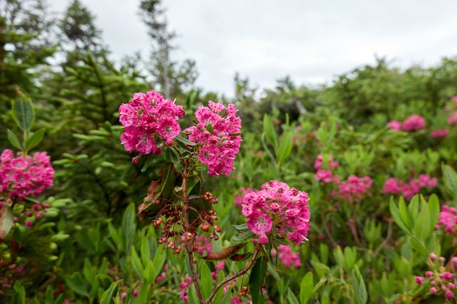 Labrador Tea