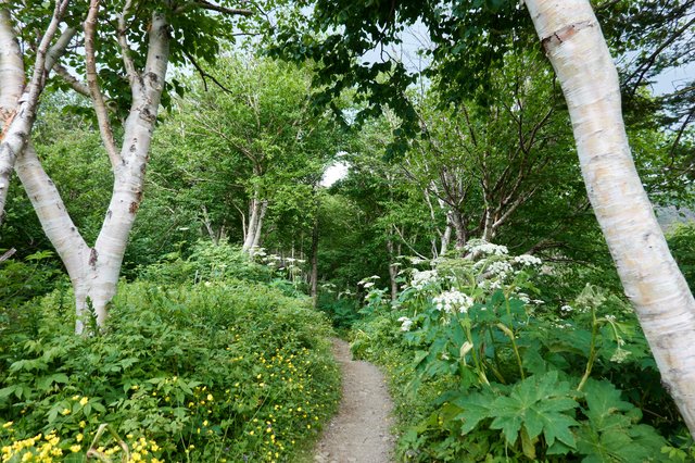 Birch, cow parsnip, and buttercup along the trail, like a garden show entry.