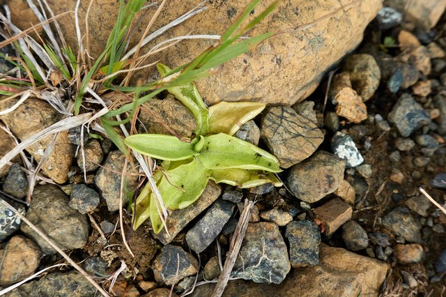 Butterwort, a carnivorous plant