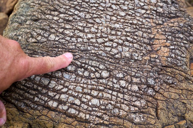 As the rock ages, it makes this dinosaur-looking skin in a matter of a few decades