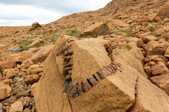 This is a pyroxene band wiggling around a rock. Looks alien... no organic processes were involved though, just a lot of heat and pressure.