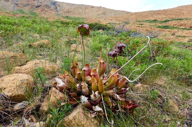 Pitcher plant. Lots of them, doing fine in these poor soil.