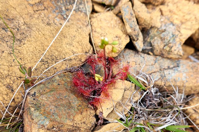 Sundew