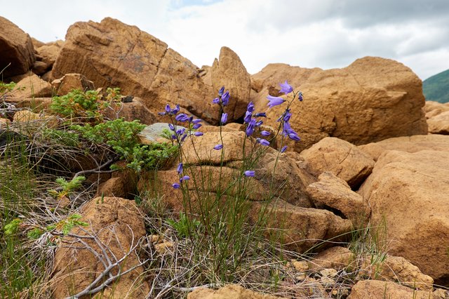 Harebell