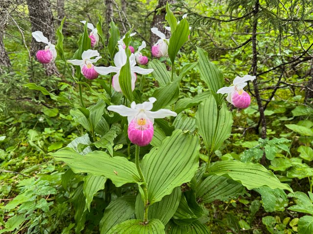 Lady slipper