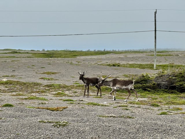 Caribou