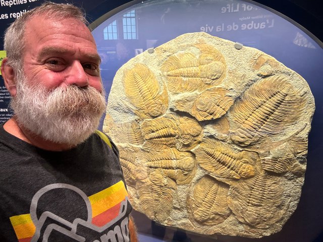 Trilobites are bigger than I thought